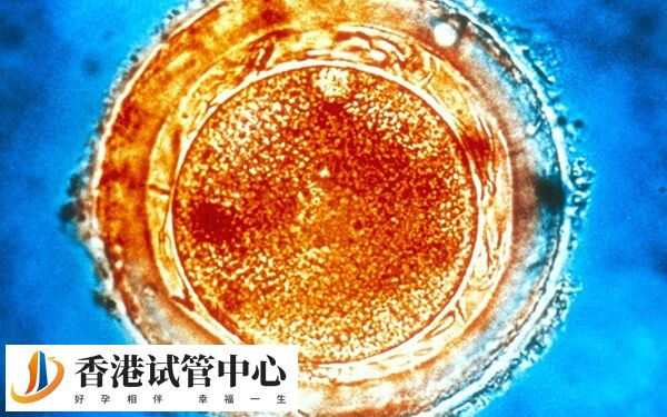 D6囊胚移植成功率受多种因素影响